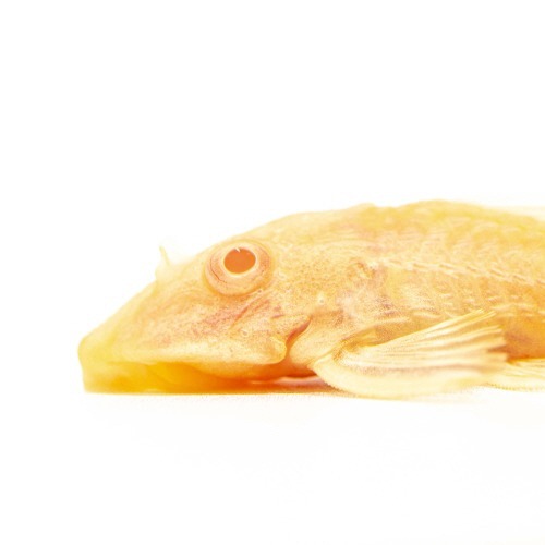 청소물고기 알비노 나비비파 [5cm전후] /알나비